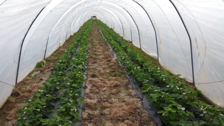 Jeudi 07/04 : de la fraise et des légumes primeurs.