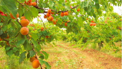 Abricots, nectarines et parmesan : l'Italie vient à nous !