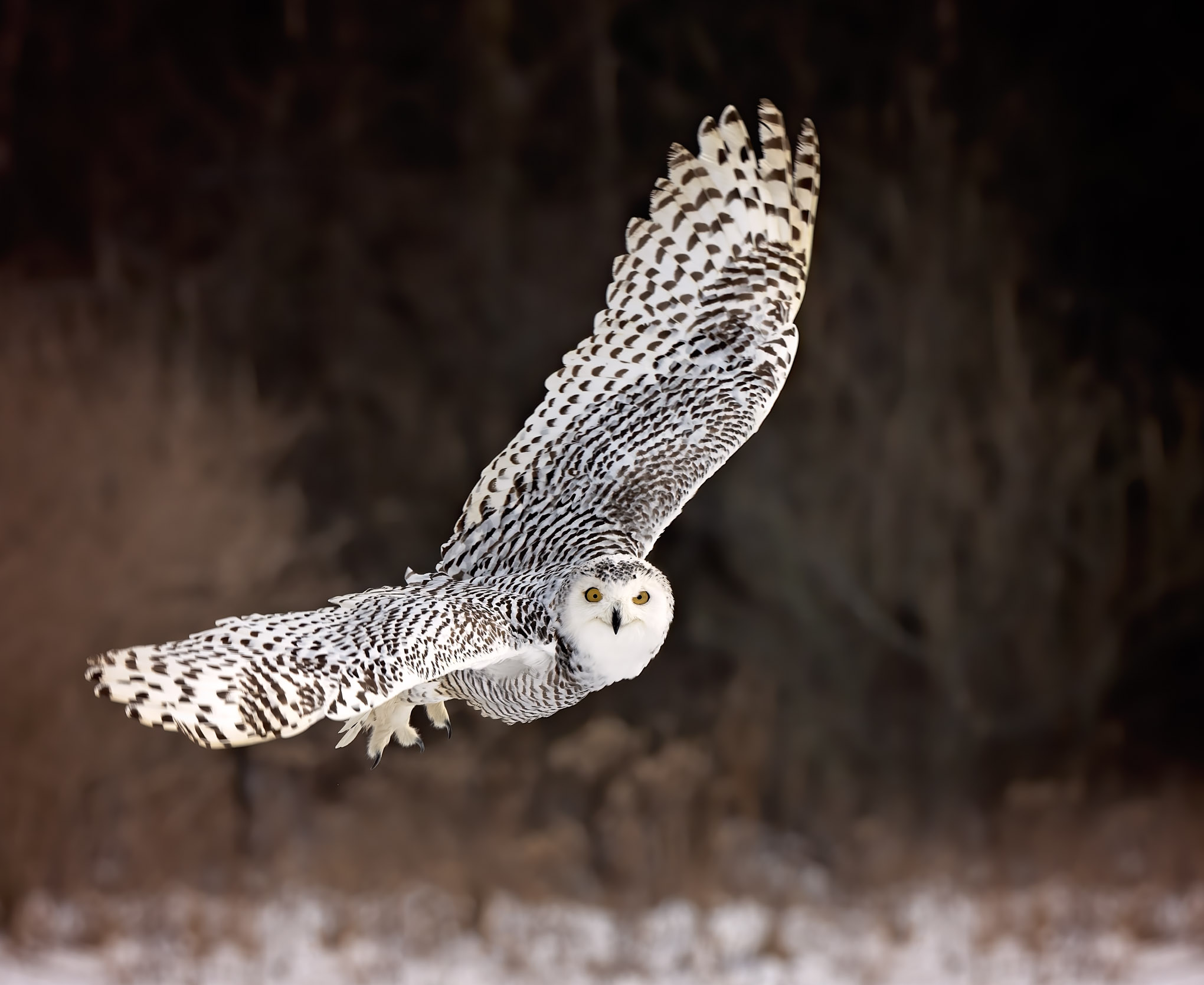 Practical Bird Photography Tips for Capturing Action