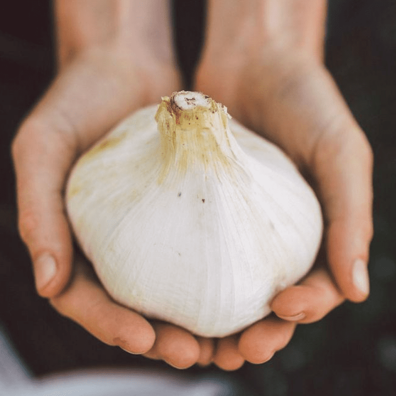 Elephant Garlic cloves from Patch Seed and Garden