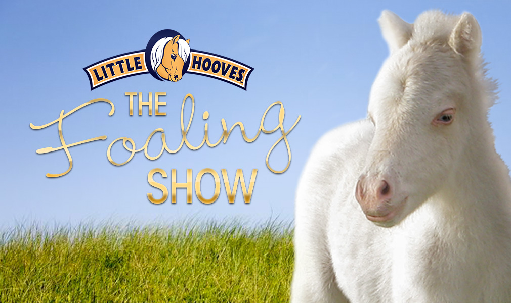 Little Hooves Foaling Show