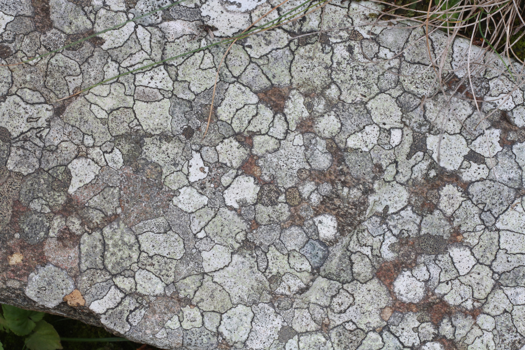 Photograph of map lichen on  a rock