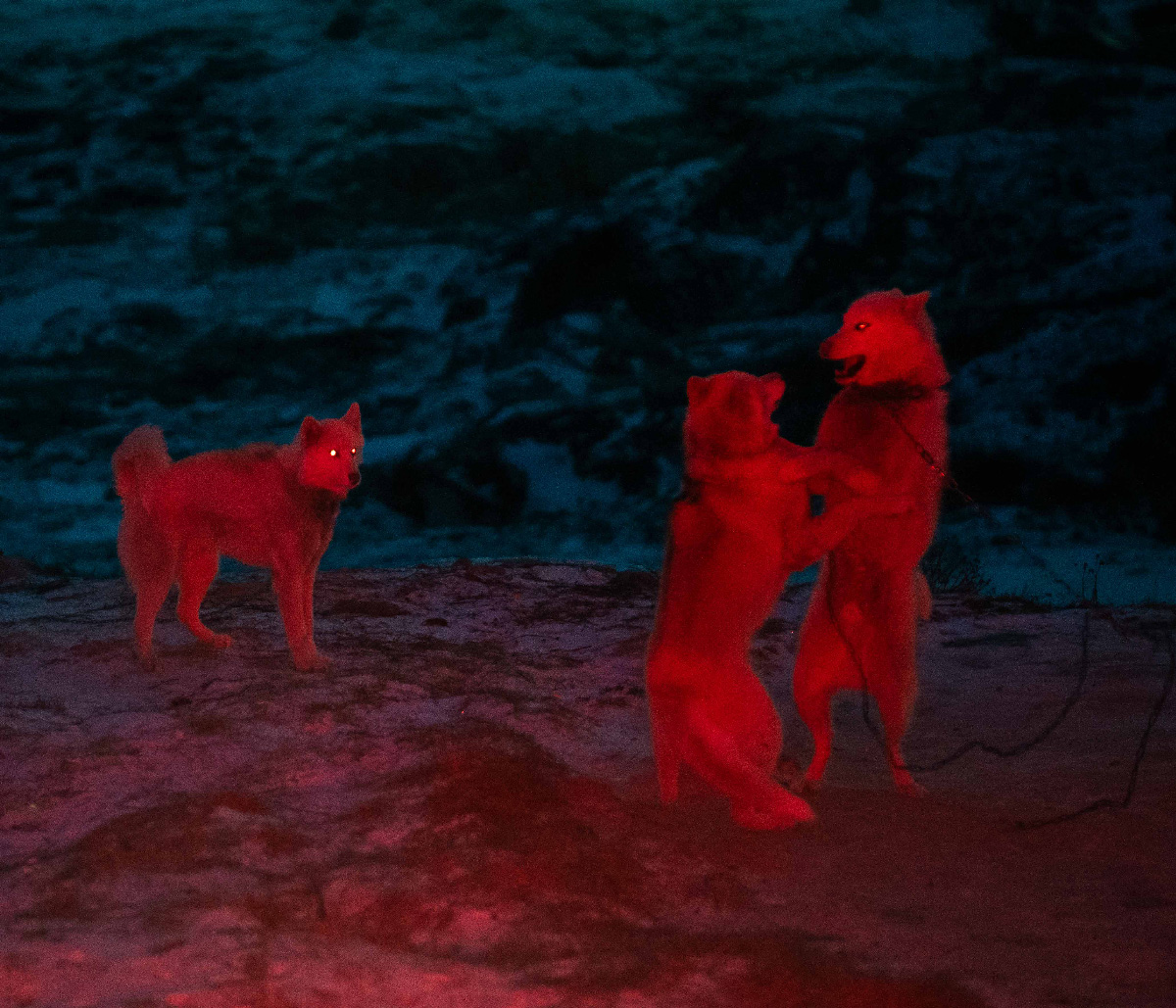Chiens de traîneau dans une lumière rouge, la nuit