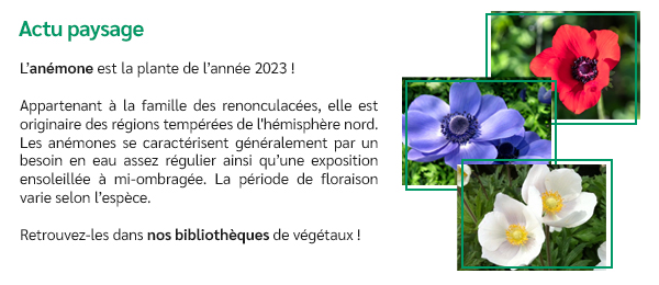 L'anémone est la plante de l'année 2023 !