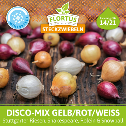 Wintersteckzwiebel Disco-Mix Gelb/Rot/Weiß (500 g)