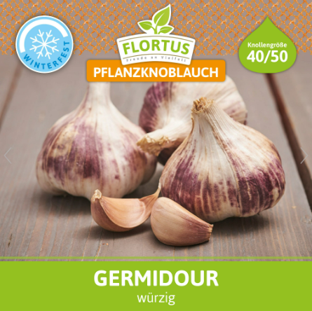 Winterpflanzknoblauch Germidour (500 g)