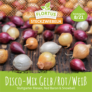 Steckzwiebel Disco-Mix Gelb/Rot/Weiß