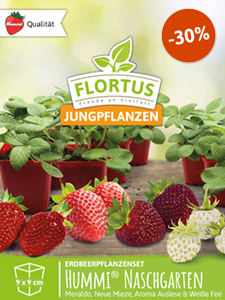Erdbeerpflanzenset Hummi® Naschgarten