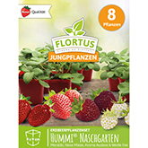 Hummi® Naschgarten Erdbeerpflanzenset mit 8 Pflanzen