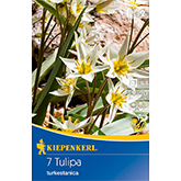 Wildtulpe turkestanica (7 Stück)