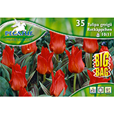 Tulpe Rotkäppchen Big Bag (35 Stück)