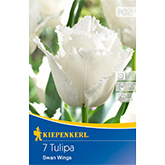 Gefranste Tulpe Swan Wings (7 Stück)