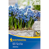 Siberisches Blausternchen (20 Stück)