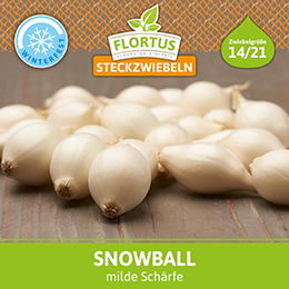 Wintersteckzwiebel Snowball (250 g)