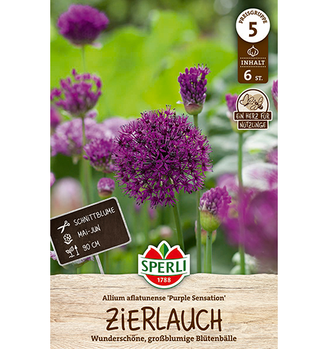 Zierlauch Purple Sensation (6 Stück)