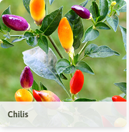 Chilipflanzen