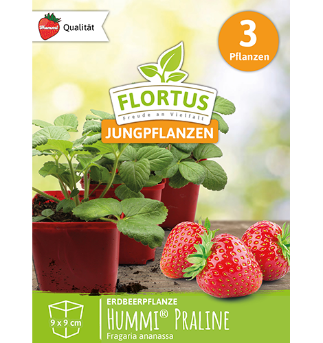 Hummi® Praline