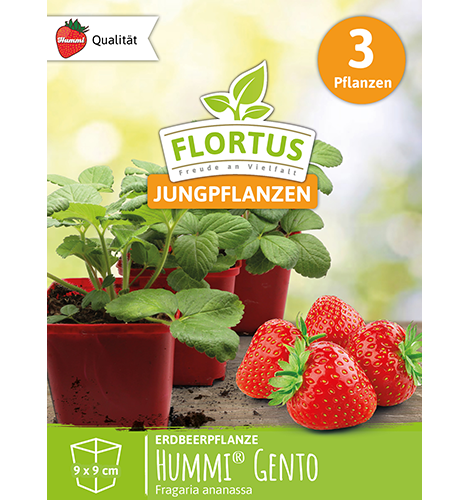 Hummi® Gento