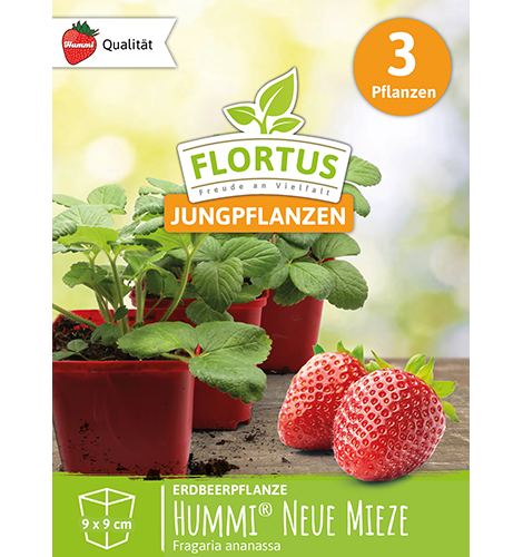 Hummi® Neue Mieze