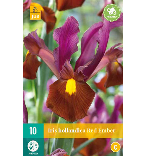 Iris hollandica Red Ember 