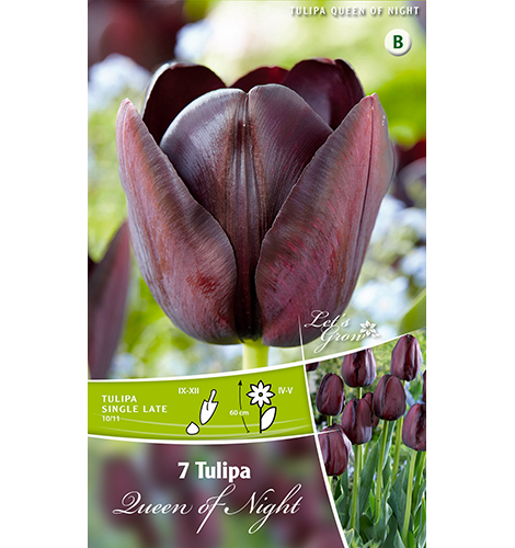 Tulpe Queen of Night 