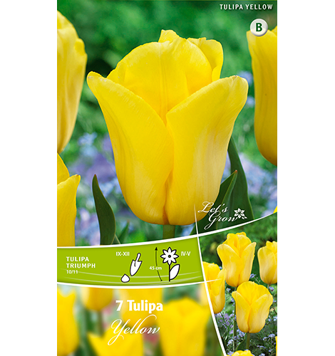 Tulpe Triumph Yellow 