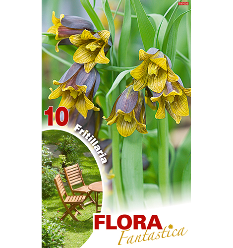 Fuchstrauben-Fritillarie 