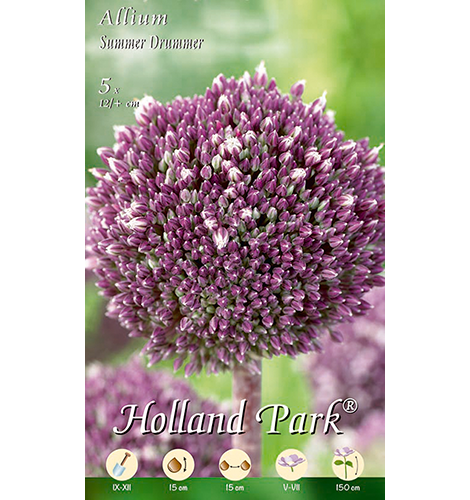 Allium Summer Drummer  