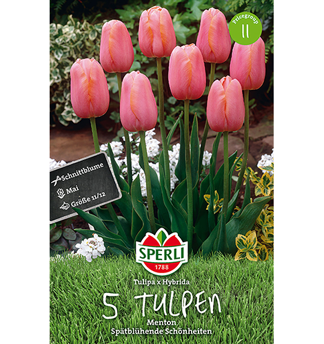 Tulpe Menton 