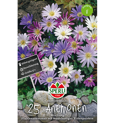 Anemonen Mischung 