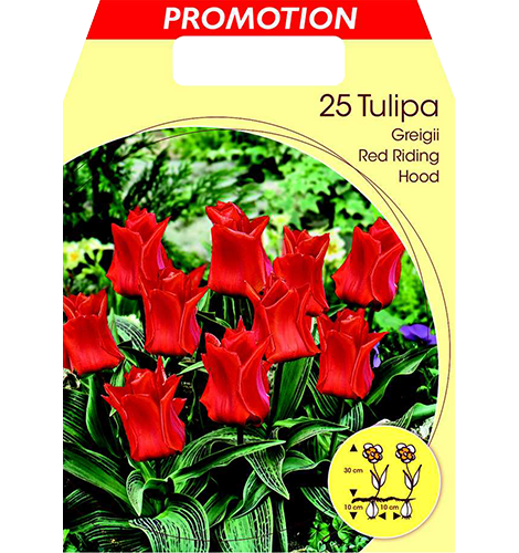 Tulpe Greigii Red Riding Hood 