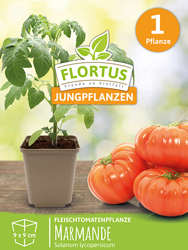 Fleischtomatenpflanze Marmande