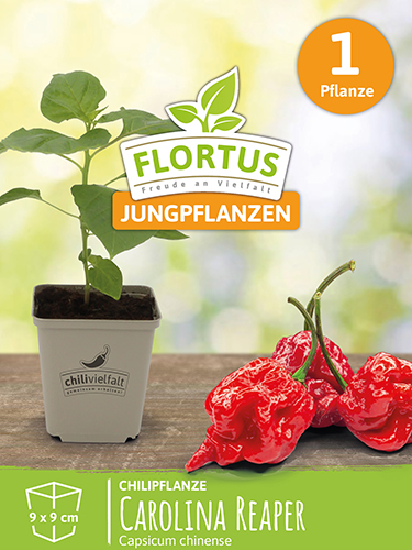 Chilipflanze Carolina Reaper Red