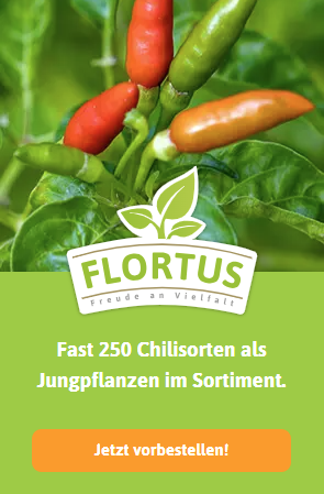 Chilipflanzen