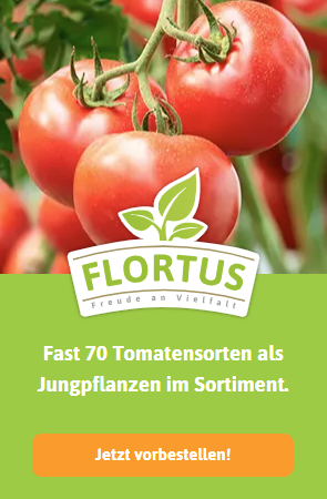 Tomatenpflanzen