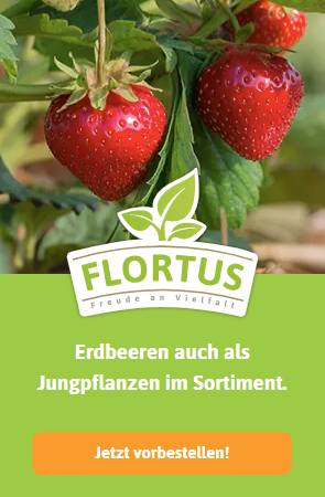 Erdbeerpflanzen
