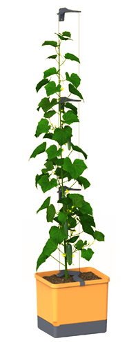 CURT CUCUMBER Gurkentopf honey