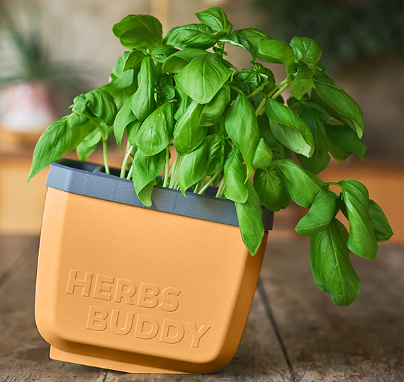 HERBS BUDDY Kräutertopf honey