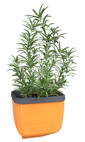HERBS BUDDY Kräutertopf honey