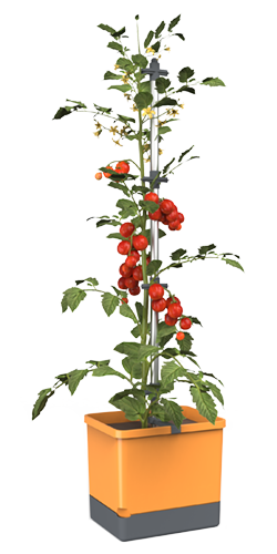 TOM TOMATO Tomatentopf honey