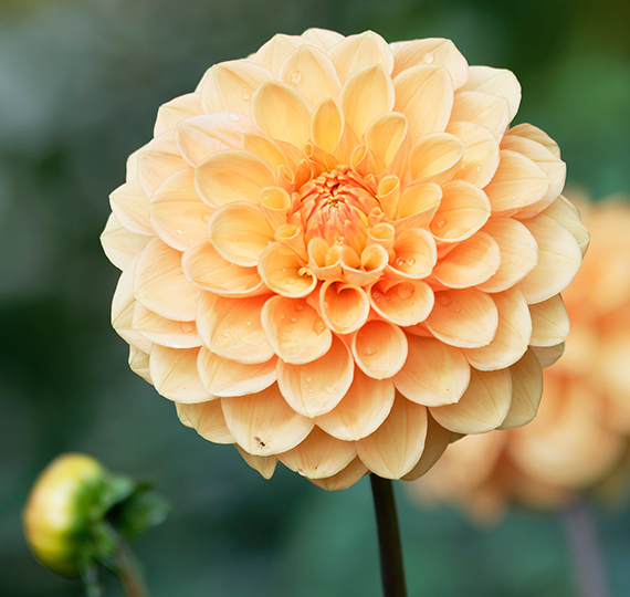 Dahlien
