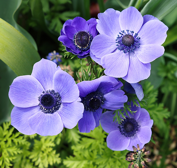 Anemonen
