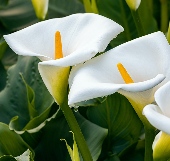 Calla