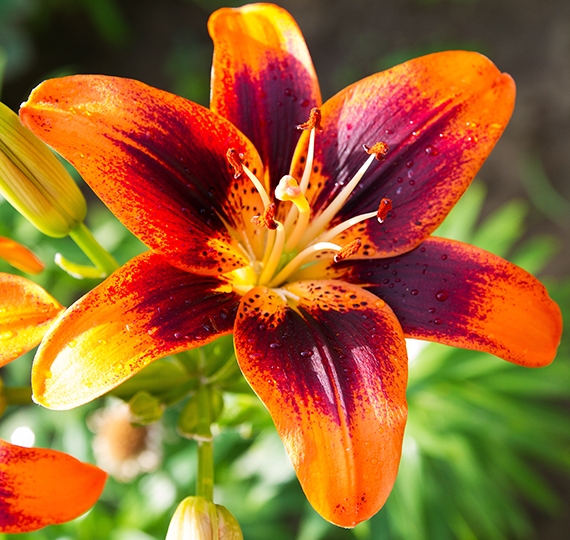 Lilien