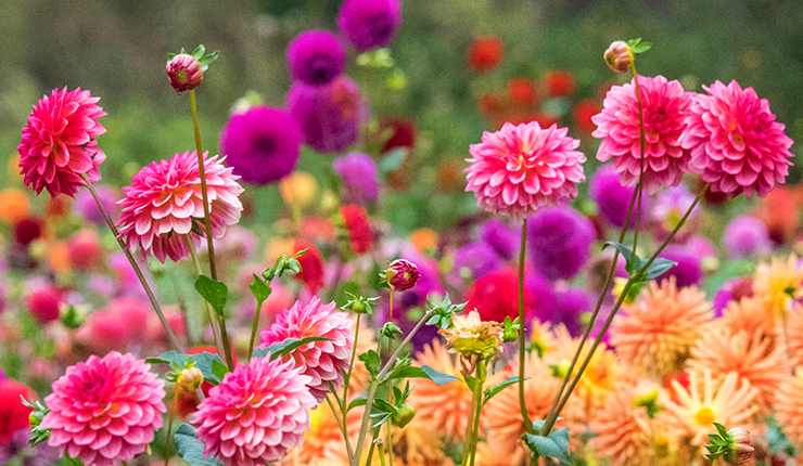 Blumenzwiebeln