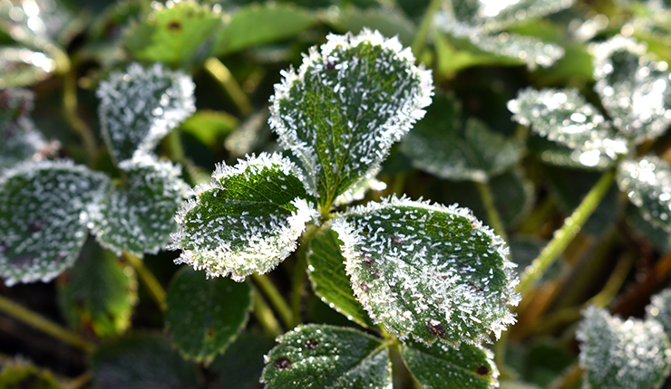 Erdbeeren überzogen mit Frost