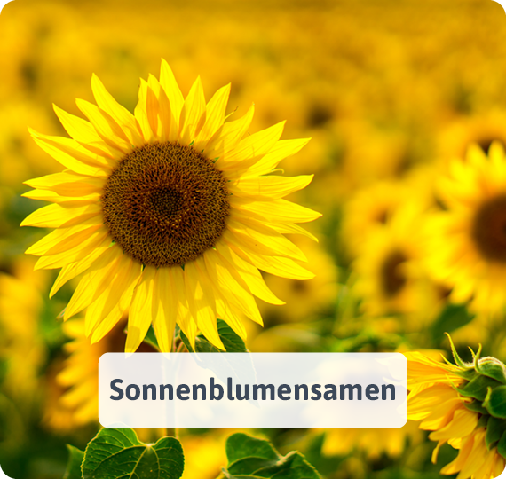 Sonnenblumensamen