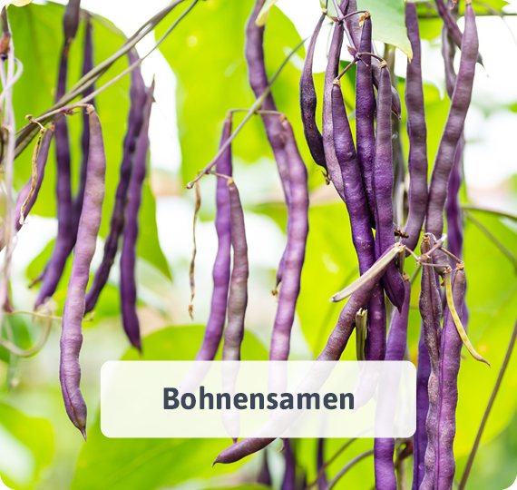 Bohnensamen