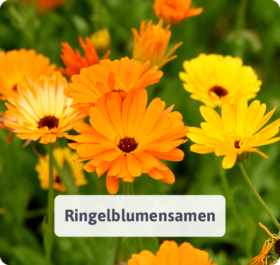 Ringelblumensamen