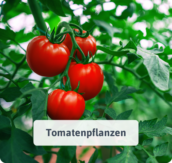 Tomatenpflanzen
